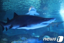 샌드타이거 암수 한쌍, 바다왕국에서 상어 가족과 만나