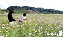 [풍경] 괴산 코스모스 동산서 추억 담아가세요