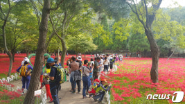 영광불갑산상사화축제 18∼24일 불갑사 관광지 일원