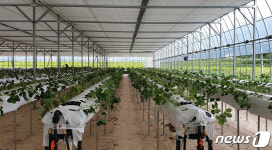 [홍천소식]6차산업 연계 딸기농장 육성…신 소득화 모델