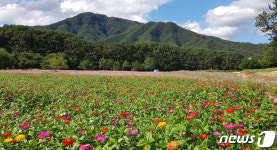 홍천 남노일리 태극문양 화원에 핀 백일홍
