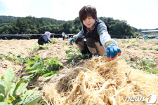 6년근 인삼 수확해요