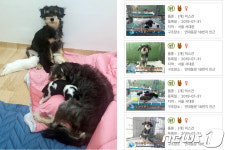 [가족의 발견(犬)] 뙤약볕 대학로 골목…박스에 버려진 강아지들