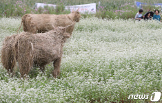 추분 새하얀 메밀꽃 세상