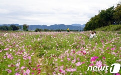 [풍경] 진천 백사천 자전거도로 코스모스 만개