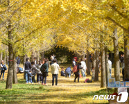 ‘10월 가을 황금빛 추억을’…홍천 은행나무숲 10월 한달 개방