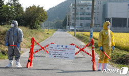 홍성 아프리카 돼지열병 의심 신고 접수