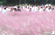 핑크뮬리 정원 산책