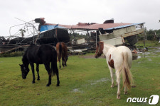 태풍 미탁 돌풍에 무너진 제주 목장 마사
