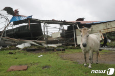 태풍 미탁 돌풍에 집 잃은 말
