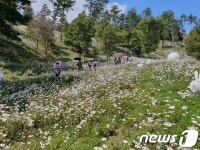 가을 전령사 구절초, 진안 산약초타운에 활짝
