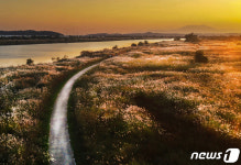황금빛 억새…11일부터 영산강 서창들녘 억새축제