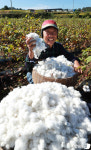 뽀송뽀송한 목화솜 수확해요