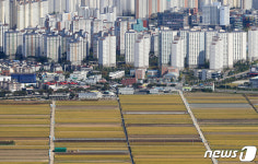 황금들녘 뒤로 빼곡한 아파트