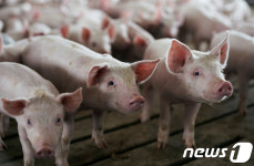 김정은, 北 아프리카 돼지 열병 숨기고 있다