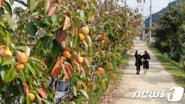 주황빛 물든 감나무 가로수 길