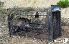 포획된 야생멧돼지