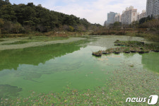 초록빛 풍암저수지