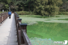 풍암저수지 갈수록 심해지는 녹조현상