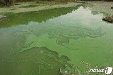 풍암저수지 녹조라떼