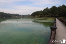녹조현상 심각한 풍암저수지