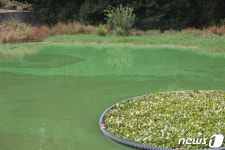 풍암저수지 녹조현상 심각