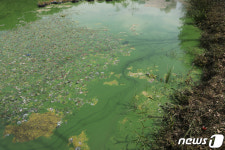 녹색으로 물든 풍암저수지