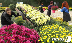 대전 동구, 24일부터 대청호반 국화전시회