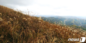[포토]은빛물결, 석양엔 황금바다…정선 억새꽃 산행
