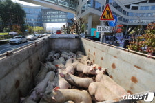 돼지 앞세워 농식품부 규탄대회