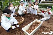 어린이농부들의 가을걷이