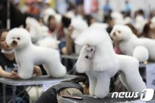 익산서 26일 애견들 축제 FCI 국제 도그쇼 개최