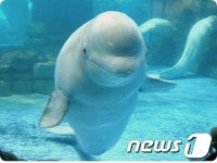 잘 가, 벨루가…롯데월드 아쿠아리움, 남은 1마리 자연 방류키로