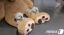 반려동물과 함께 즐겨요…복합공간 위드랜드 청담 그랜드오픈