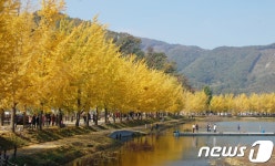 노랗게 물든 괴산 문광 은행나무 가로수길 장관