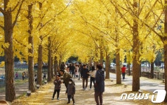 노랗게 물든 괴산 문광 은행나무 가로수길 장관