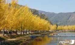 노랗게 물든 괴산 문광 은행나무 가로수길