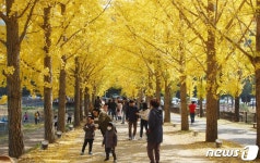 황금빛으로 변신한 괴산 문광 은행나무 길