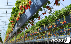 고령군, 시설원예 분야에 국비 42억 확보