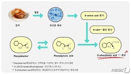 김치서 항균활성 페닐젖산 발견…위생 안전성 확인