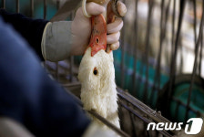 뉴욕서 3년 뒤부터 푸아그라 못 먹는다