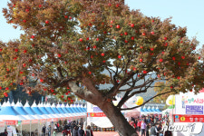 신기하고 재미있는 제15회 청송사과축제