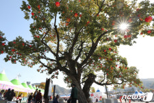 제15회 청송사과축제 이번 주말 청송으로...