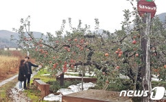 우리나라 최초 후지사과 올해도 주렁 주렁…영동 단전농장
