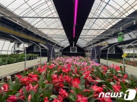 경기농기원, 게발선인장 개화조절용 LED 개발