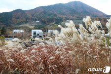 억새에 둘러쌓인 별빛테마마을 누워서 별보는 팬션