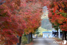 [화보]떠나는 가을 아쉬운 영천 단풍 명소