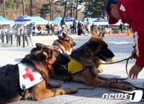 해피투개더 참석한 구호견