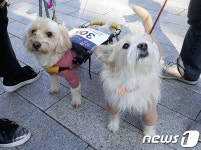 반려견과 함께하는 축제 해피투개더