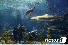 강릉 금진항 해상서 스쿠버다이빙 즐기던 50대 숨져